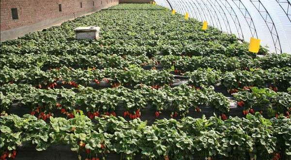 盖州双台子天泽园草莓采摘园