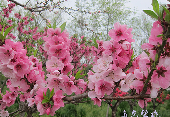 南汇桃花村第 8 张图片