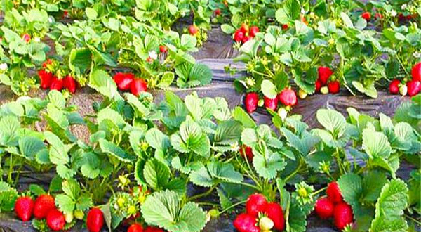 大连金州翔泽草莓采摘园