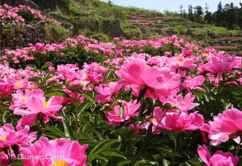 丫山花海石林第 26 张图片
