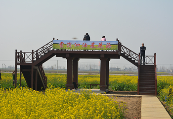蔡甸消泗油菜花第 8 张图片