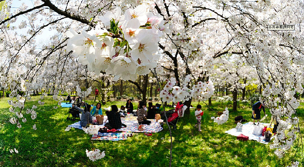 河南长葛音乐樱花节