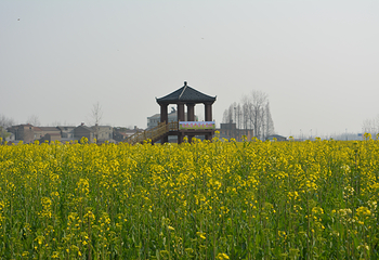 蔡甸消泗油菜花第 10 张图片
