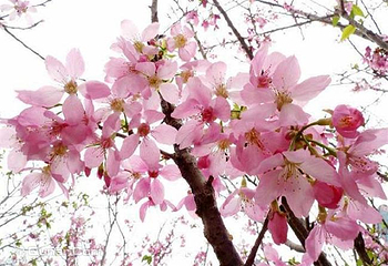 【珠海】海泉湾樱花节第 1 张图片