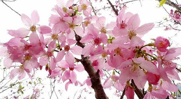 【珠海】海泉湾樱花节