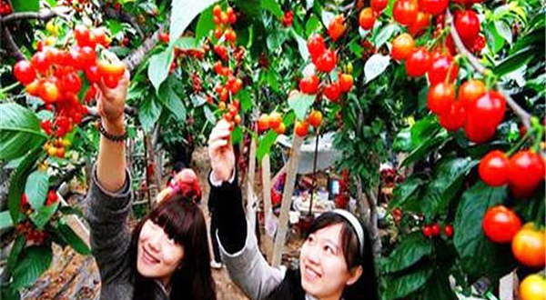 金州农家采摘园