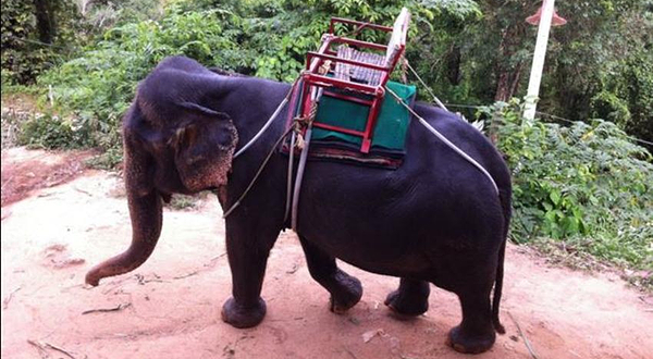 甲米沙发里乐园