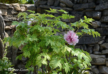 丫山花海石林第 25 张图片