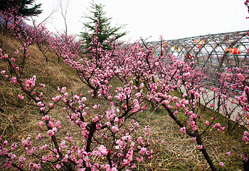 塔山旅游风景区第 28 张图片