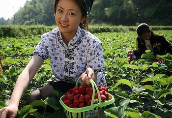 北田草莓采摘第 1 张图片