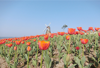 彩山四季花海第 14 张图片
