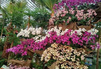 洛阳台湾▪花博园第 8 张图片
