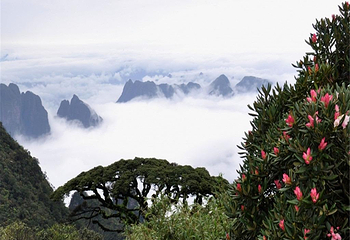 广西大瑶山国家级自然保护区第 7 张图片