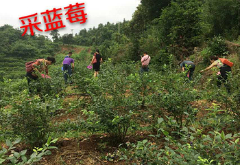 木兰天池圣果农庄第 4 张图片