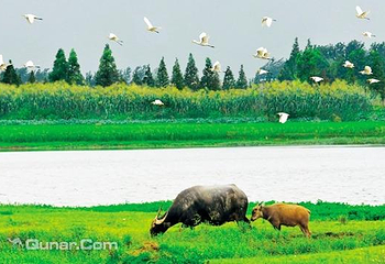 宝应湖国家湿地公园第 2 张图片