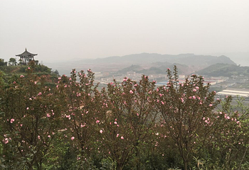 宜宾龙腾花舞风景区第 4 张图片