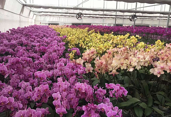洛阳台湾▪花博园第 6 张图片