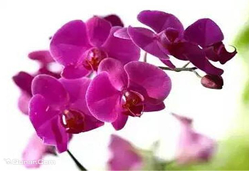 洛阳台湾▪花博园第 4 张图片