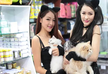 喵星人驾到第 1 张图片