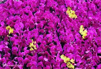 洛阳台湾▪花博园第 5 张图片