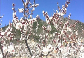 核桃庄园第 2 张图片