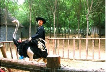 神州鸟园第 5 张图片