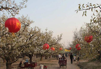 果都大观园第 5 张图片