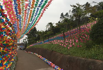 宜宾龙腾花舞风景区第 2 张图片