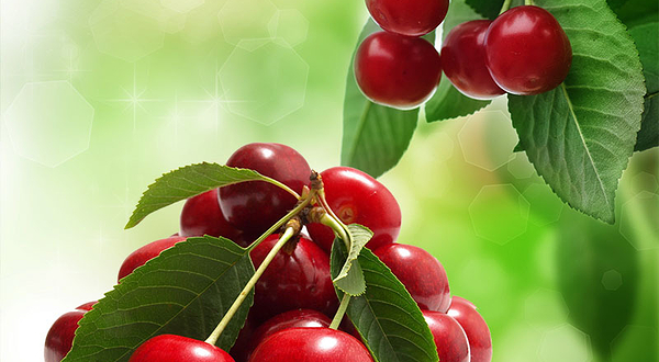 长阳两河樱桃园