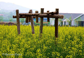 大连裴村花海油菜花田风景区第 4 张图片