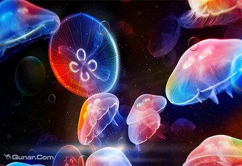 南海洋水母王国第 14 张图片