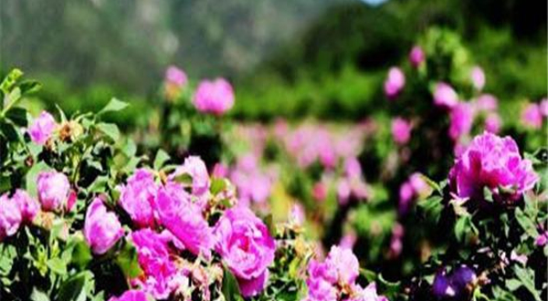玫瑰花谷景区