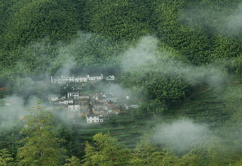 木坑竹海第 35 张图片