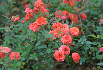 贺州黄姚仙女湖花海第 2 张图片