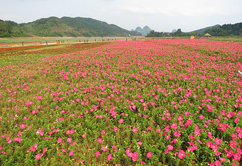 贺州黄姚仙女湖花海第 4 张图片
