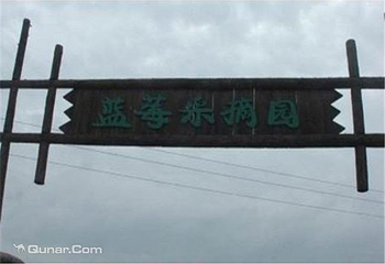 蓝可蓝莓基地第 3 张图片