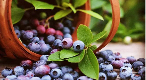 紫漫林蓝莓采摘园