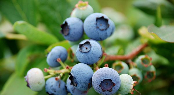 大邑蓝莓采摘基地