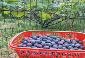 塘溪蓝莓休闲园第 1 张图片