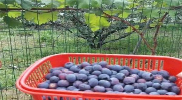 塘溪蓝莓休闲园