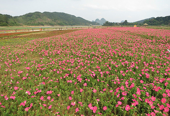 贺州黄姚仙女湖花海第 23 张图片