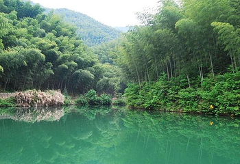 木坑竹海第 31 张图片
