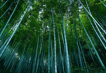 木坑竹海第 33 张图片