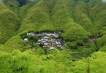 木坑竹海第 23 张图片
