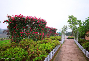 三圣花乡旅游区第 5 张图片
