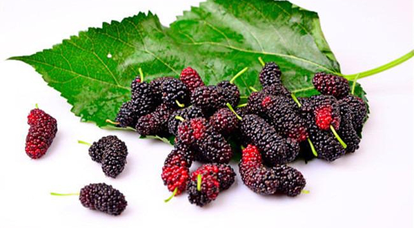 永安庄桑葚采摘园