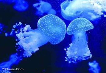 南海洋水母王国第 13 张图片