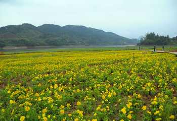 贺州黄姚仙女湖花海第 6 张图片