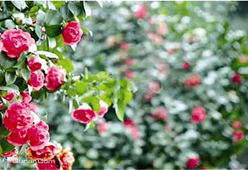 龙茶花海第 4 张图片