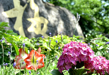 梅园第 21 张图片
